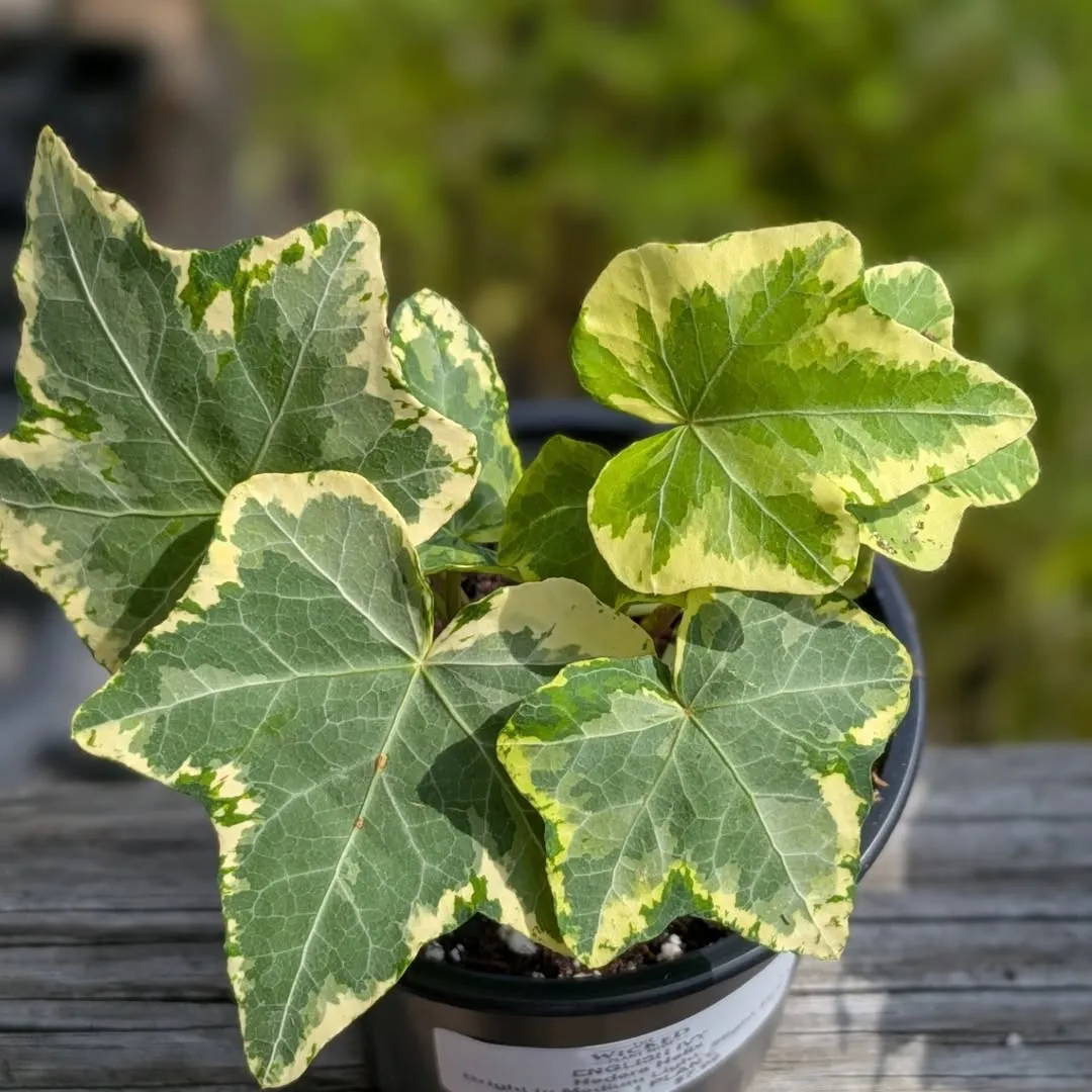 English Ivy (Hedera Helix)