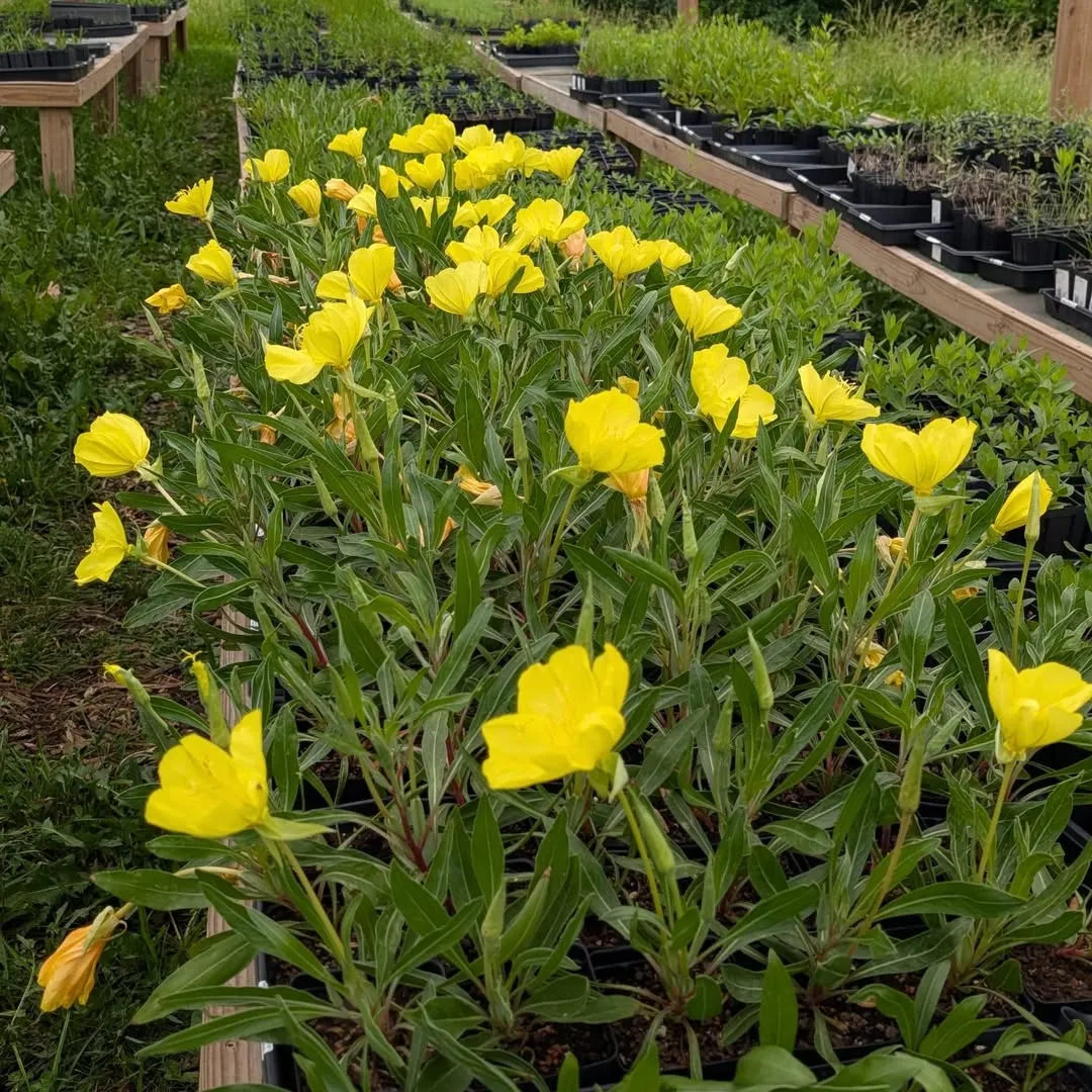 Evening Primrose