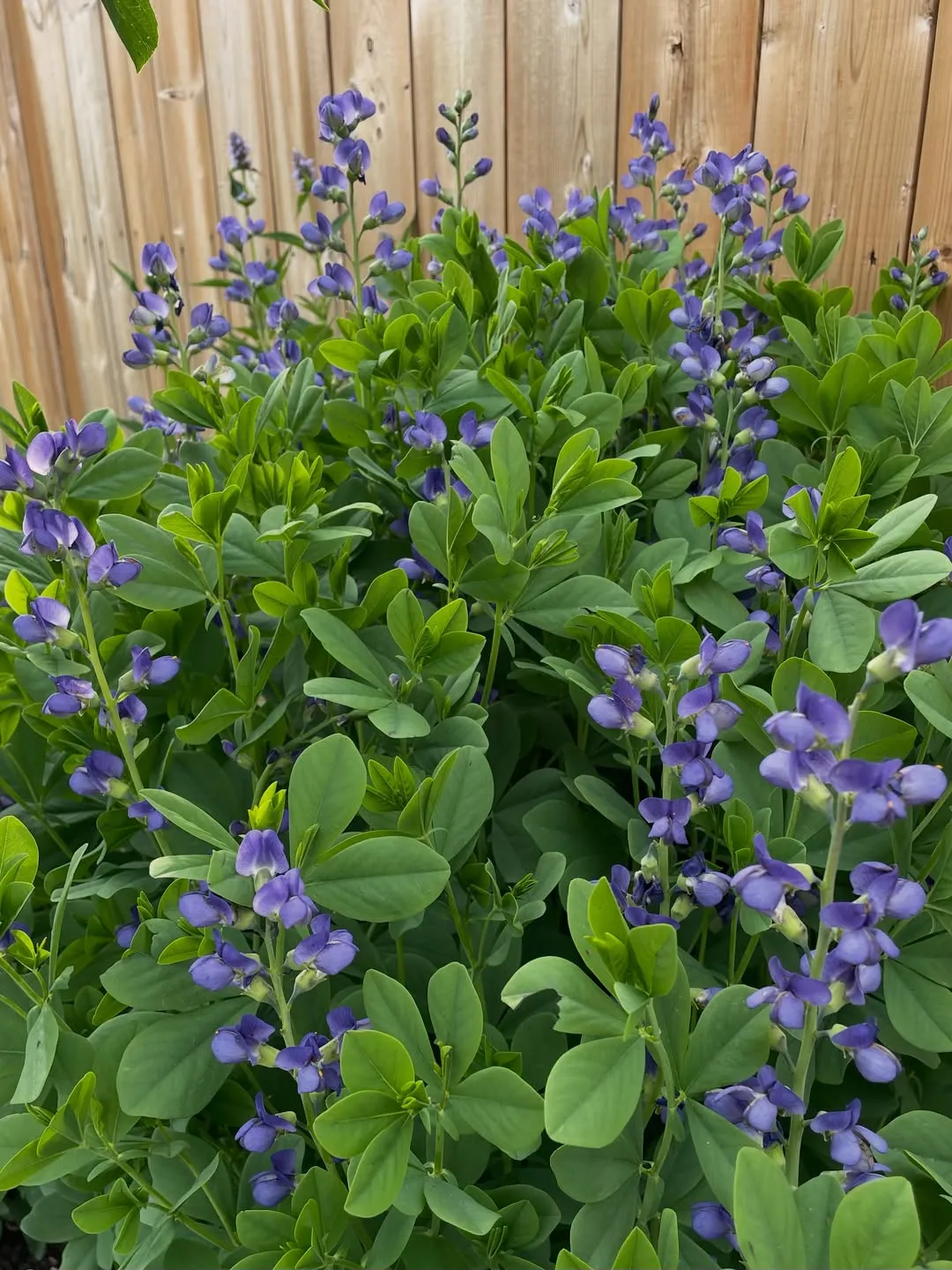 False Indigo (Baptisia Australis)