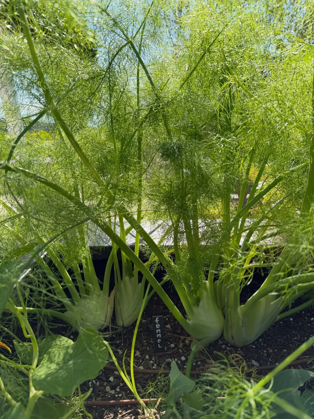 Fennel