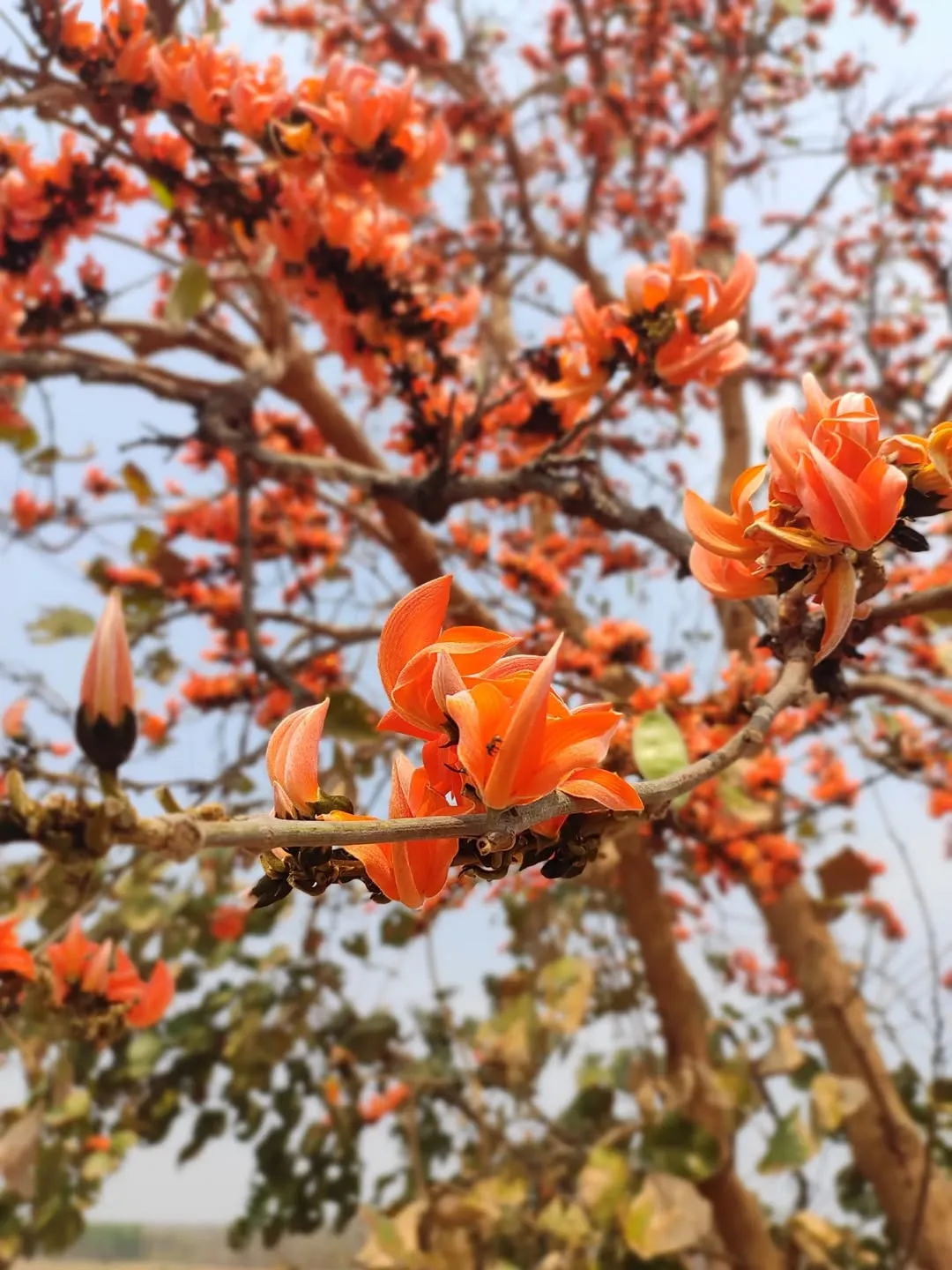Flame of the Forest (Butea Frondosa)