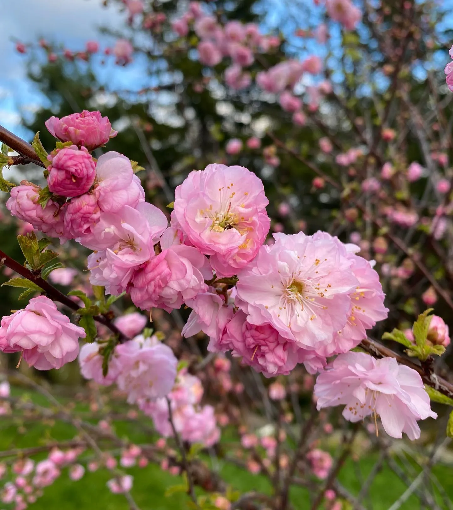 Flowering Almond Tree Flowering Almond Tree