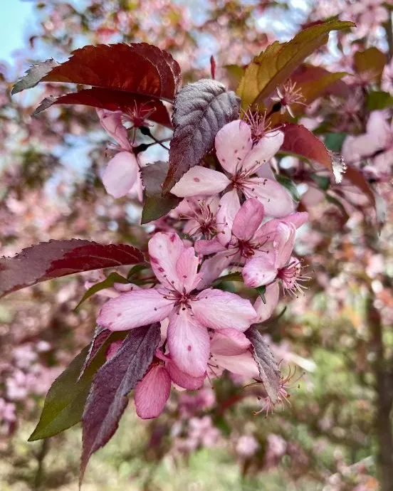 Flowering Crabapple Flowering Crabapple