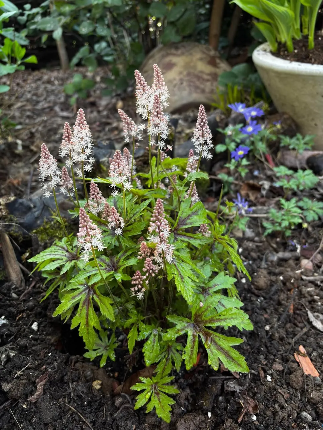 Foamflower