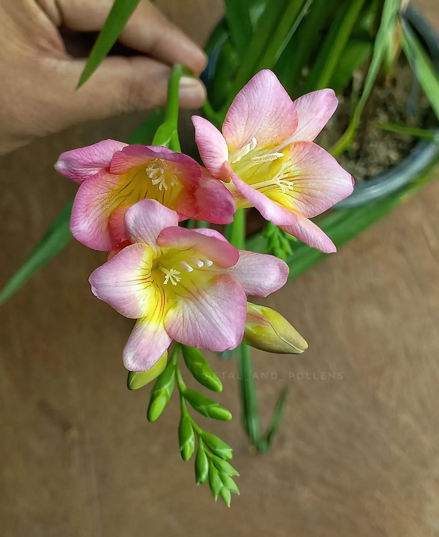 Most Beautiful Pink Shade Flower Most Beautiful Pink Shade Flower Which Looks Similar to Tulips
