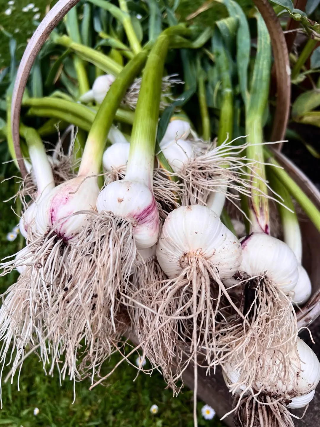 Garlic