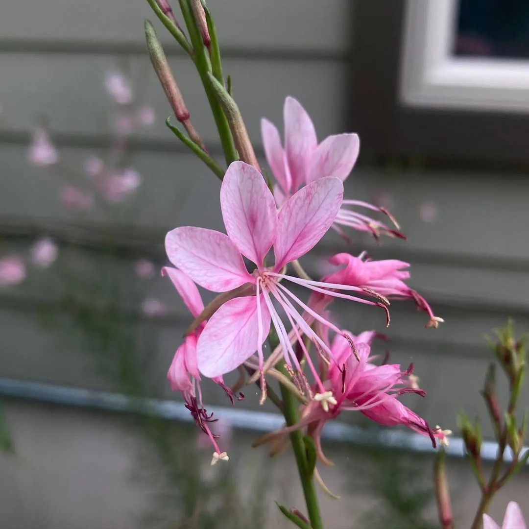 Gaura (Oenothera Lindheimeri)