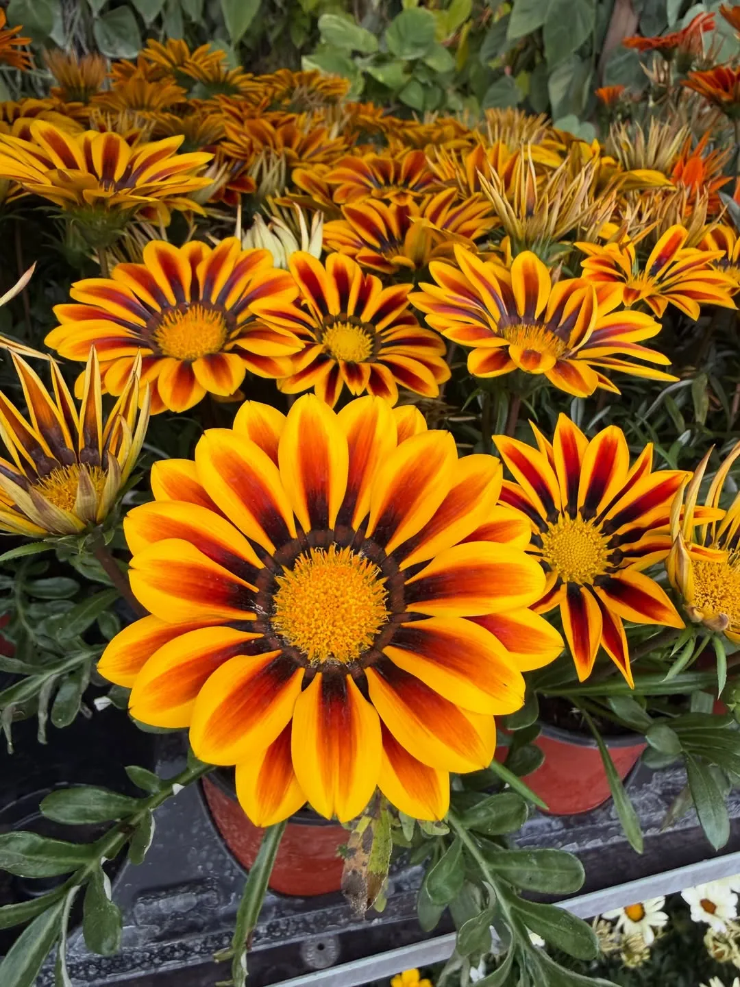 Gazania (Gazania Rigens)
