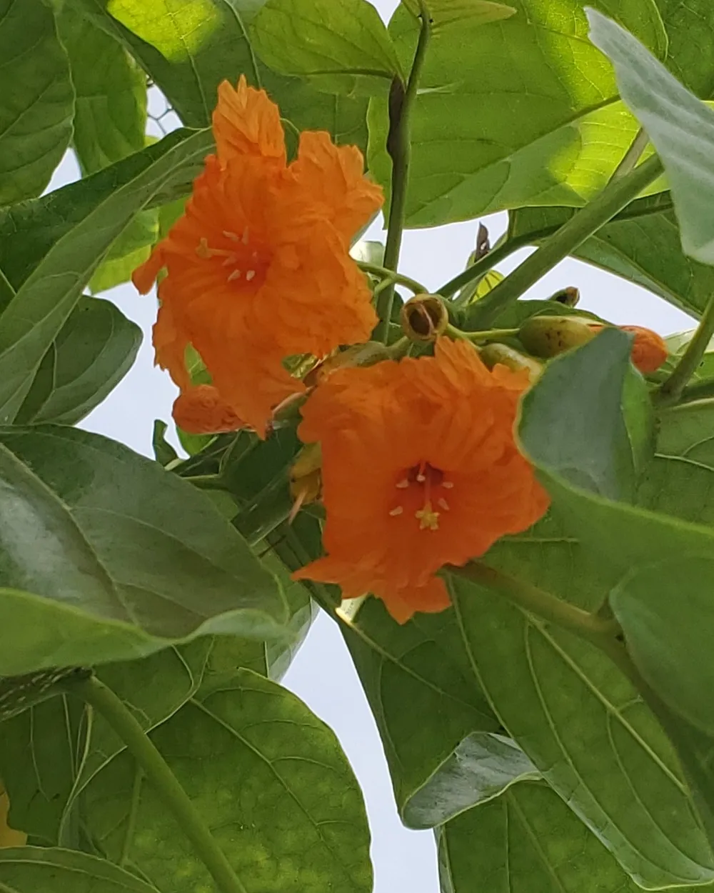 Geiger Tree