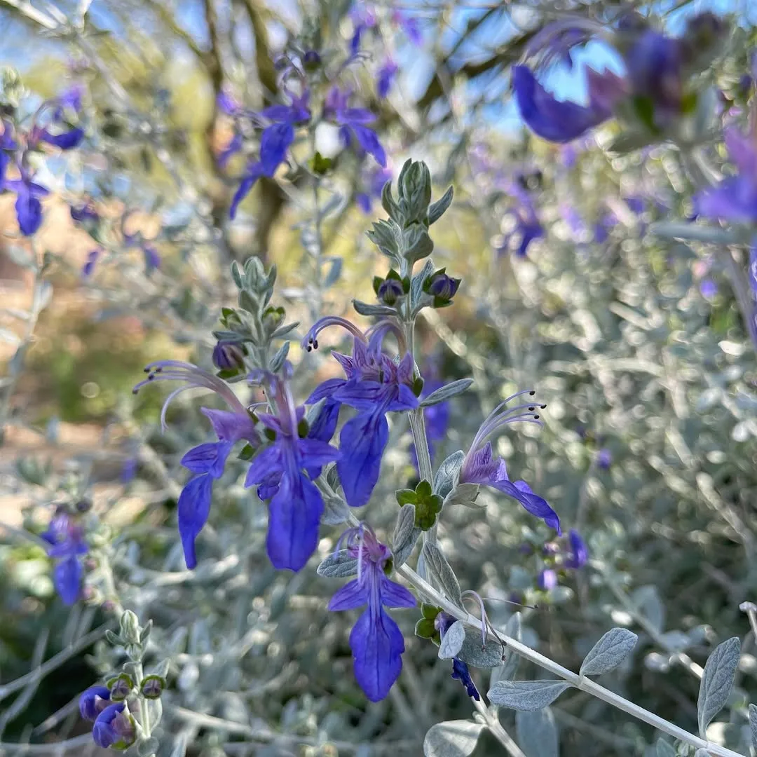 Germander Sage (Salvia Chamaedryoides)