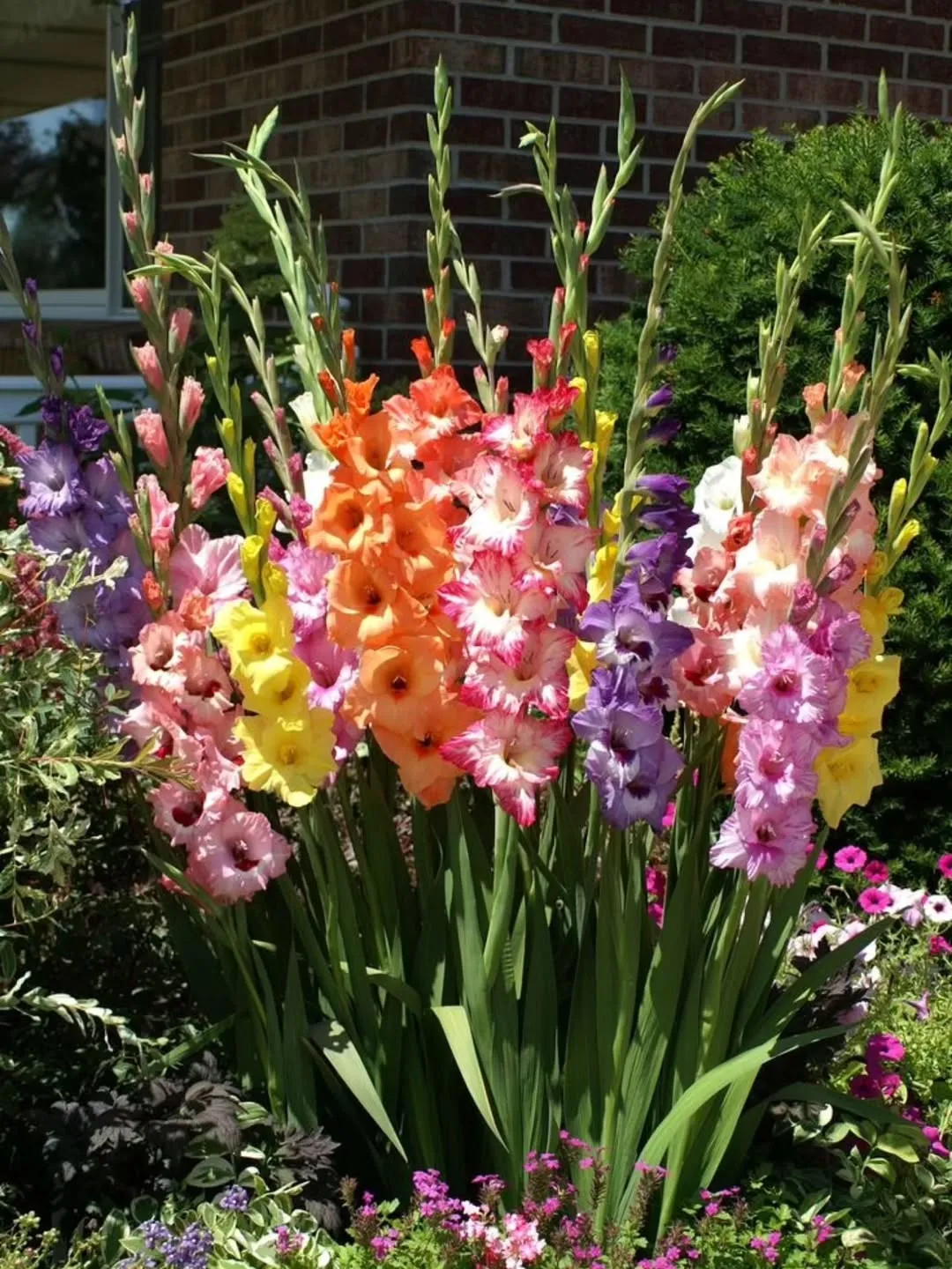 Gladiolus (G. Hybrids)