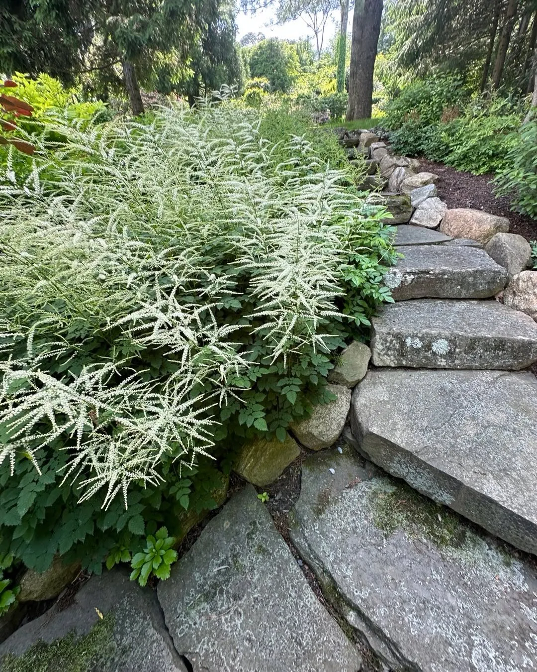 Goatsbeard