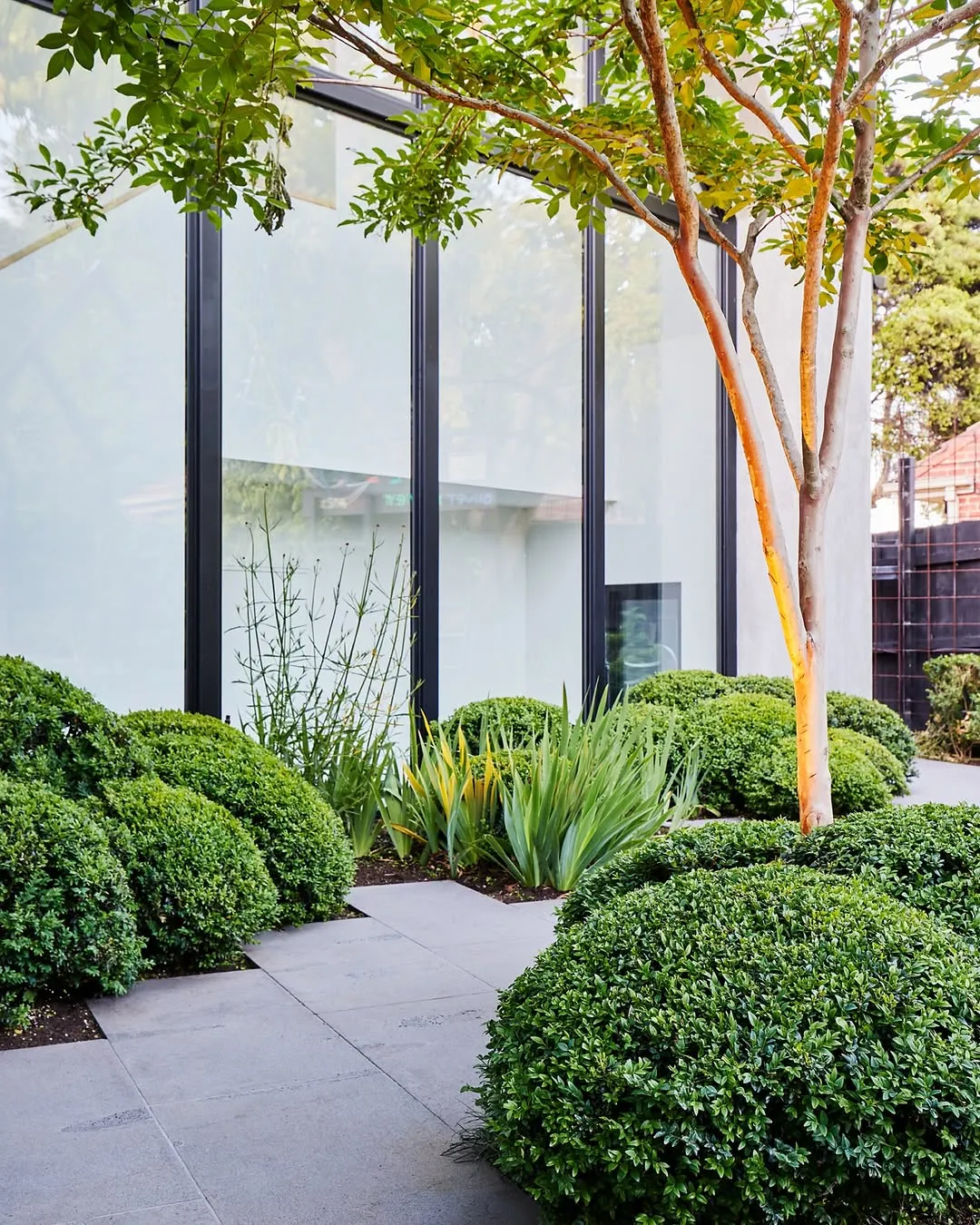 Golden-Edged Boxwood (Buxus sempervirens 'Aureomarginata')