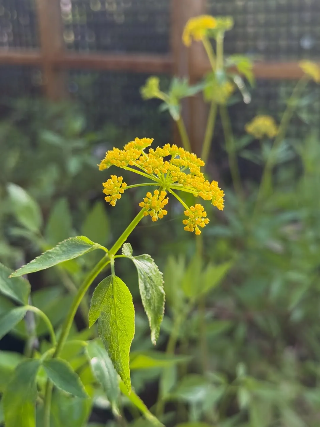 Golden Alexander