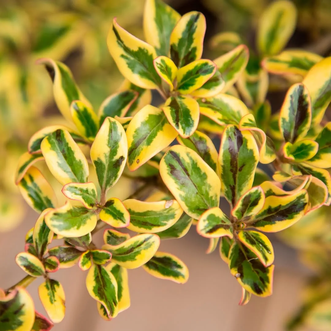 Golden Star Plant