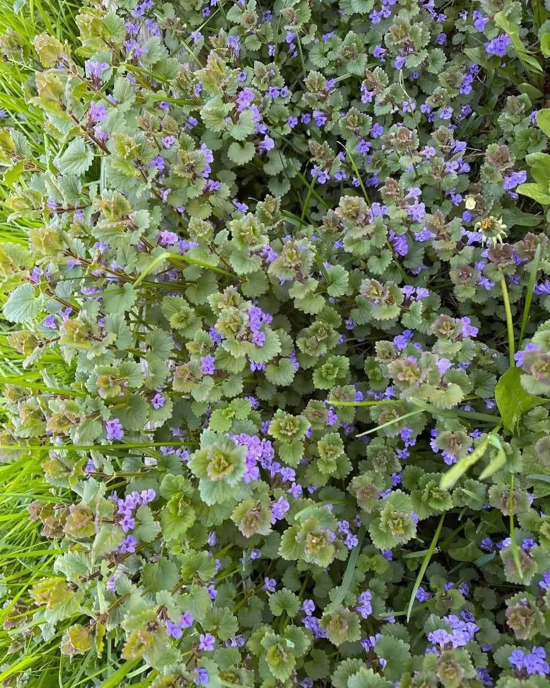 Ground Ivy (Glechoma hederacea)