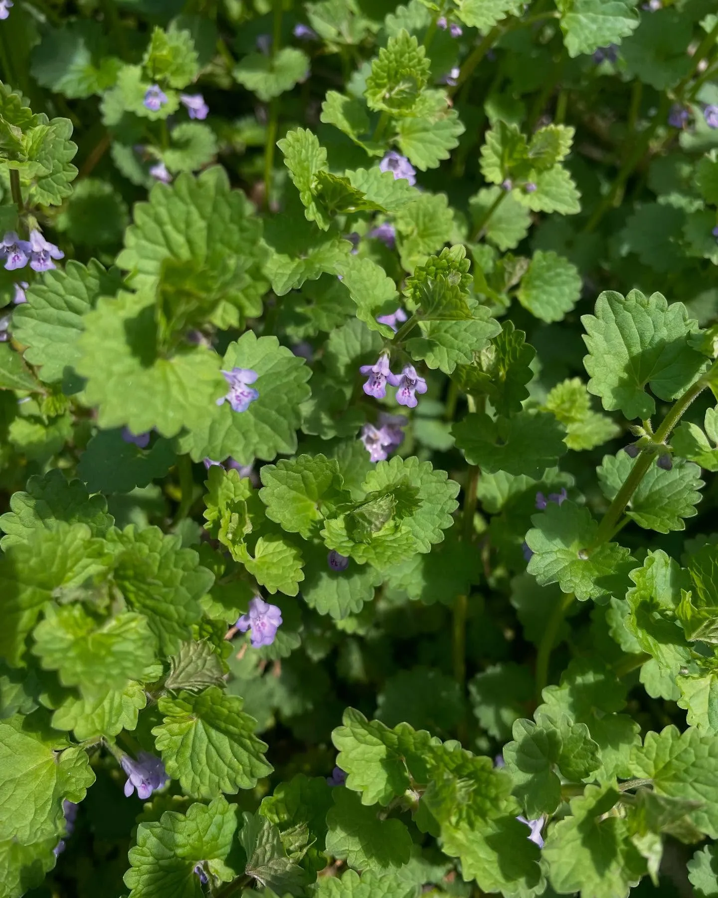 Ground Ivy Ground Ivy