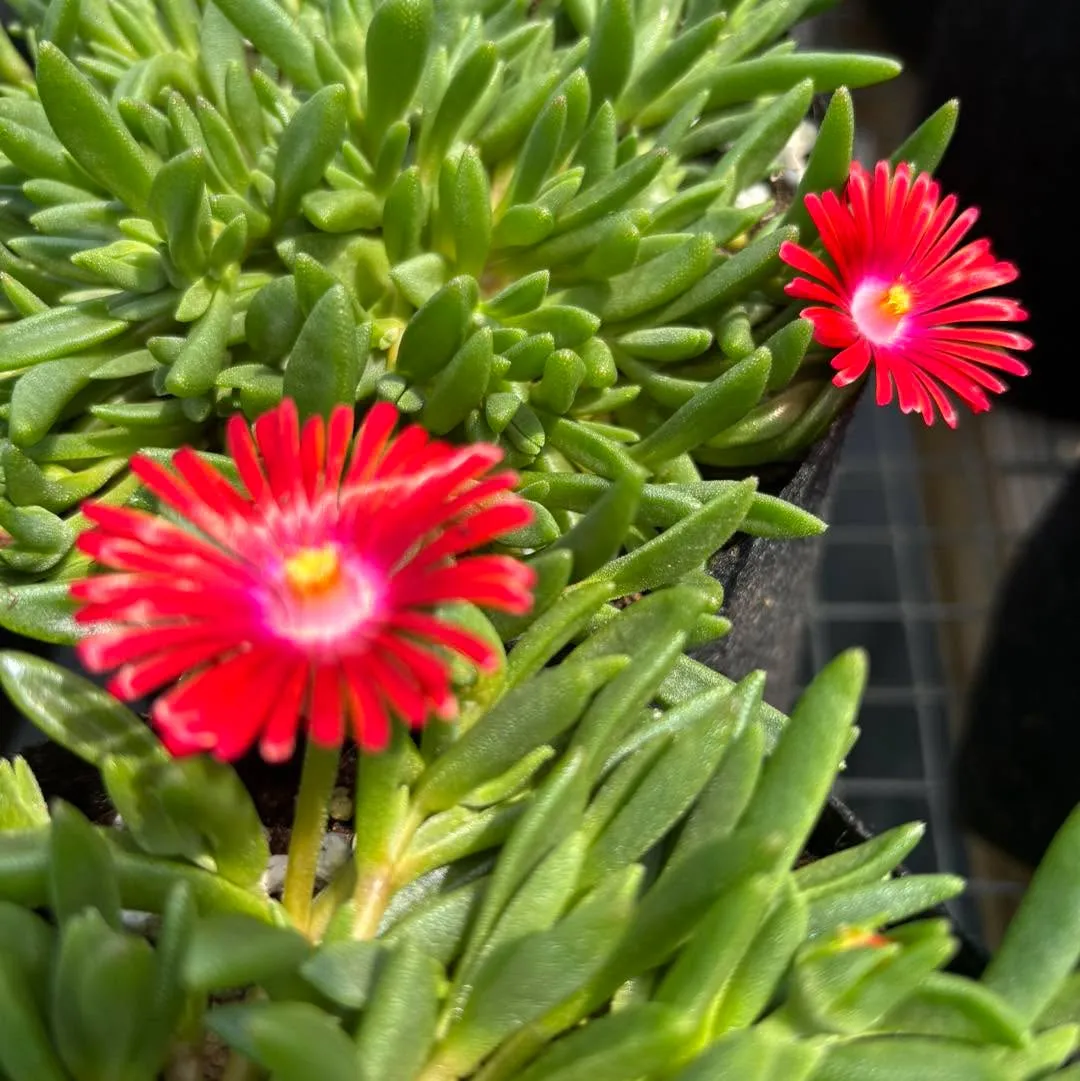 Hardy Ice Plant