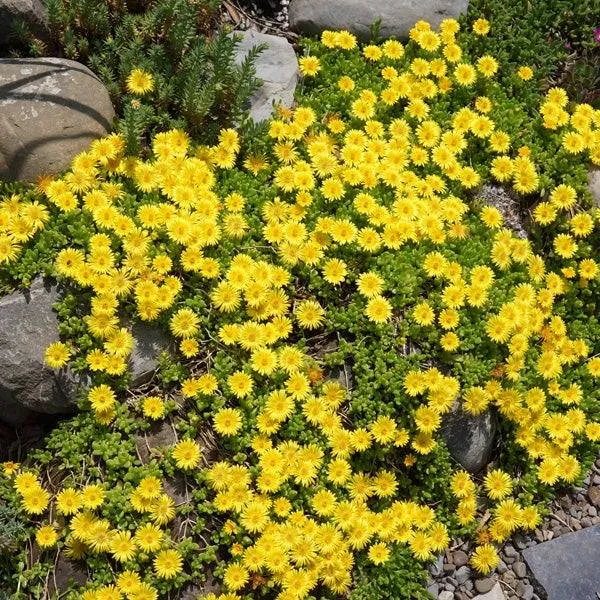 Hardy Yellow Ice Plant