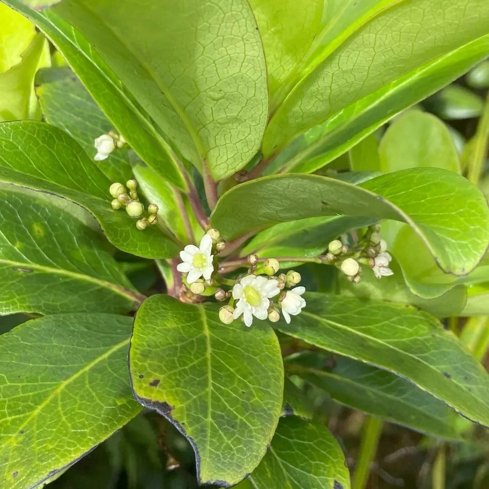 Hawaiian Holly (Ilex anomala)