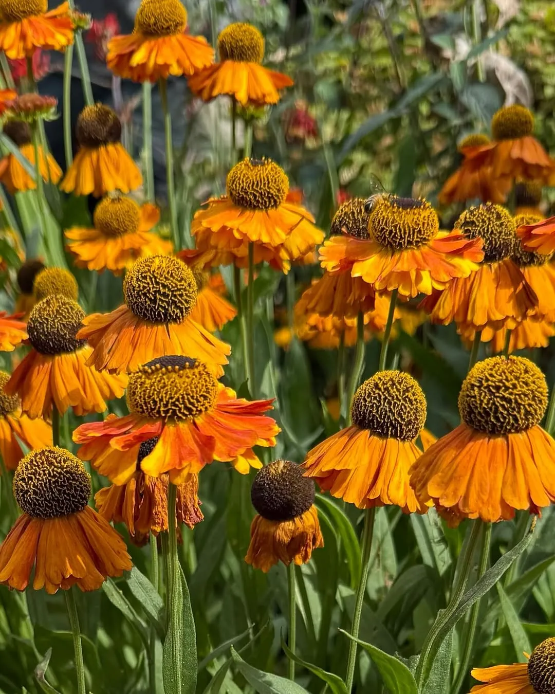 Helenium