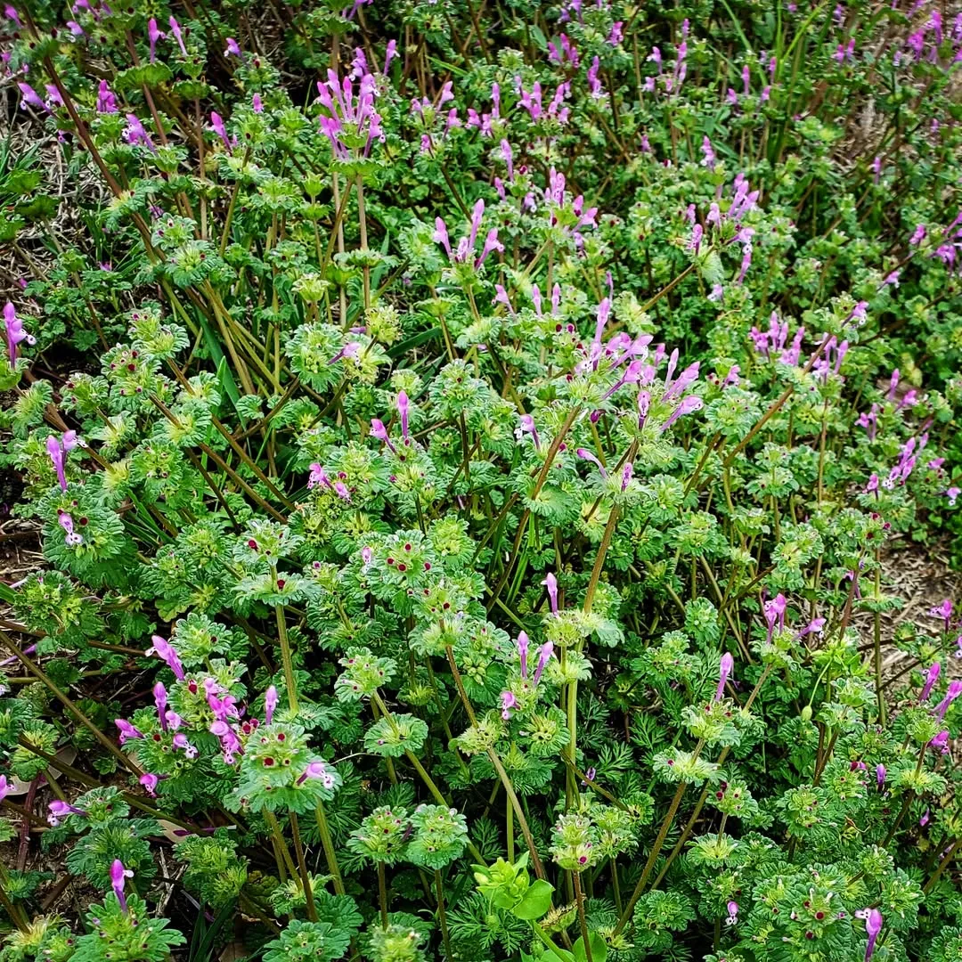 Henbit (Lamium Amplexicaule)