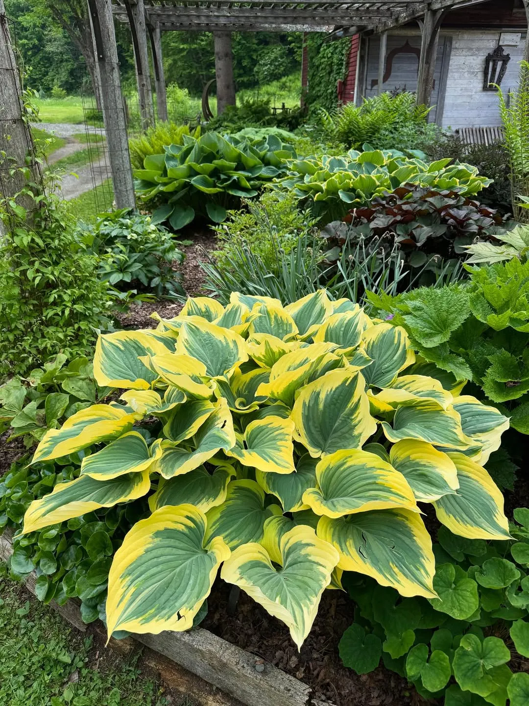 Hostas
