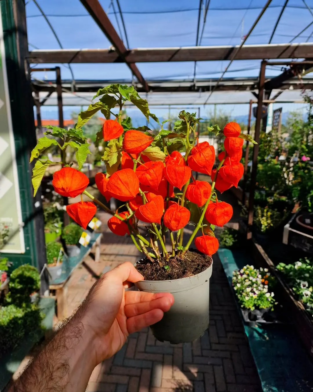  Care for Chinese Lantern Plants