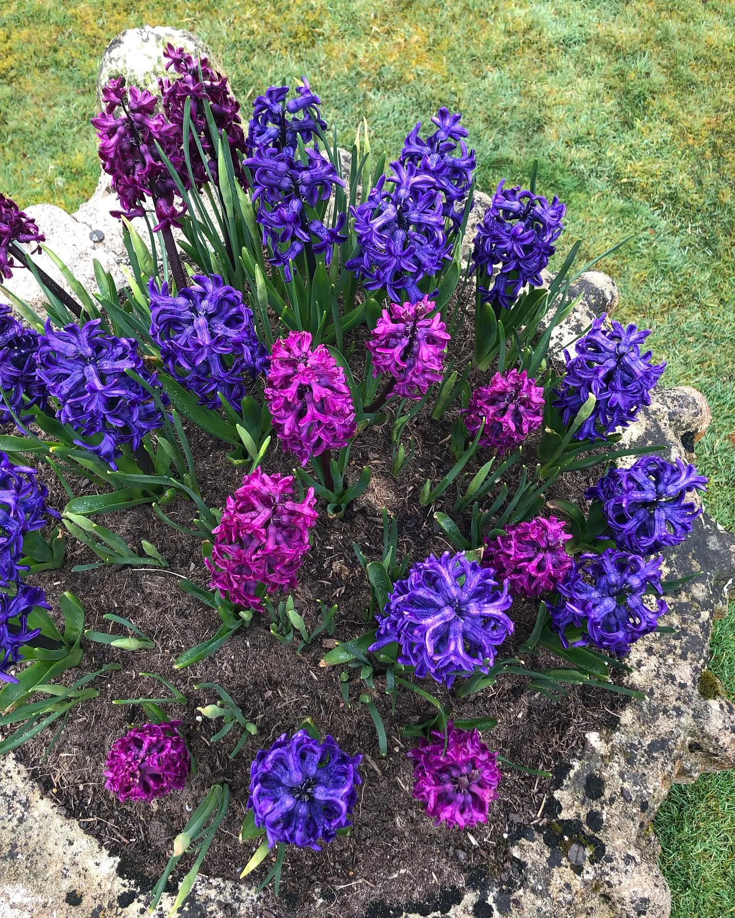 Dense Blue Purple Star Shaped Flowers Dense Blue Purple Star Shaped Flowers