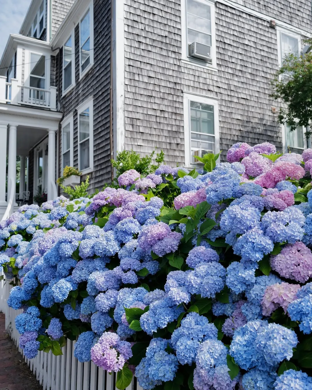 Hydrangea (H. Macrophylla)