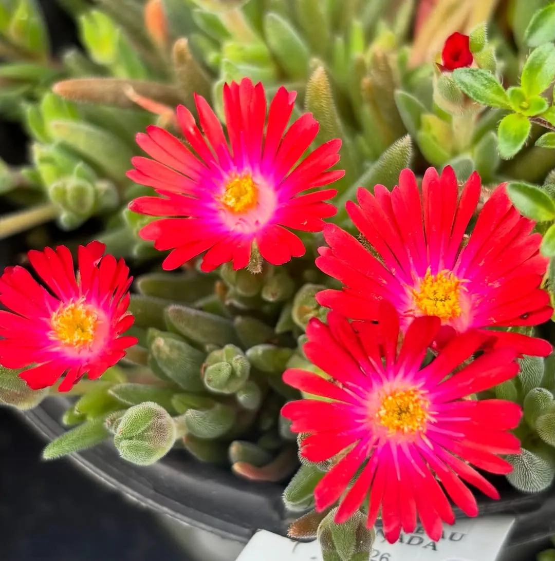 Ice Plant (Delosperma spp.)
