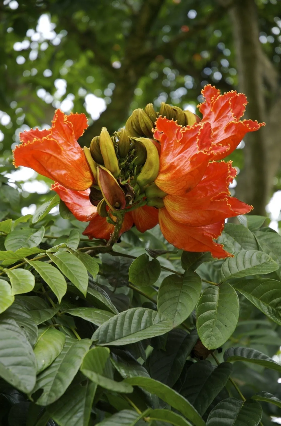 Tulip Tree with Orange Flower