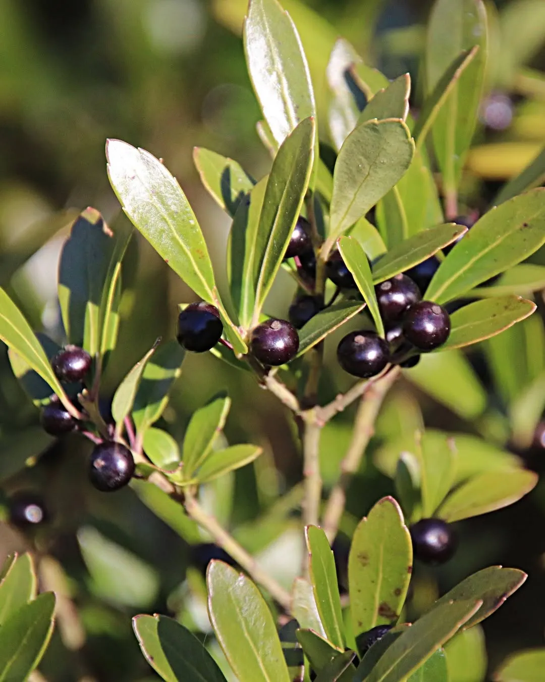  Inkberry (Ilex glabra)