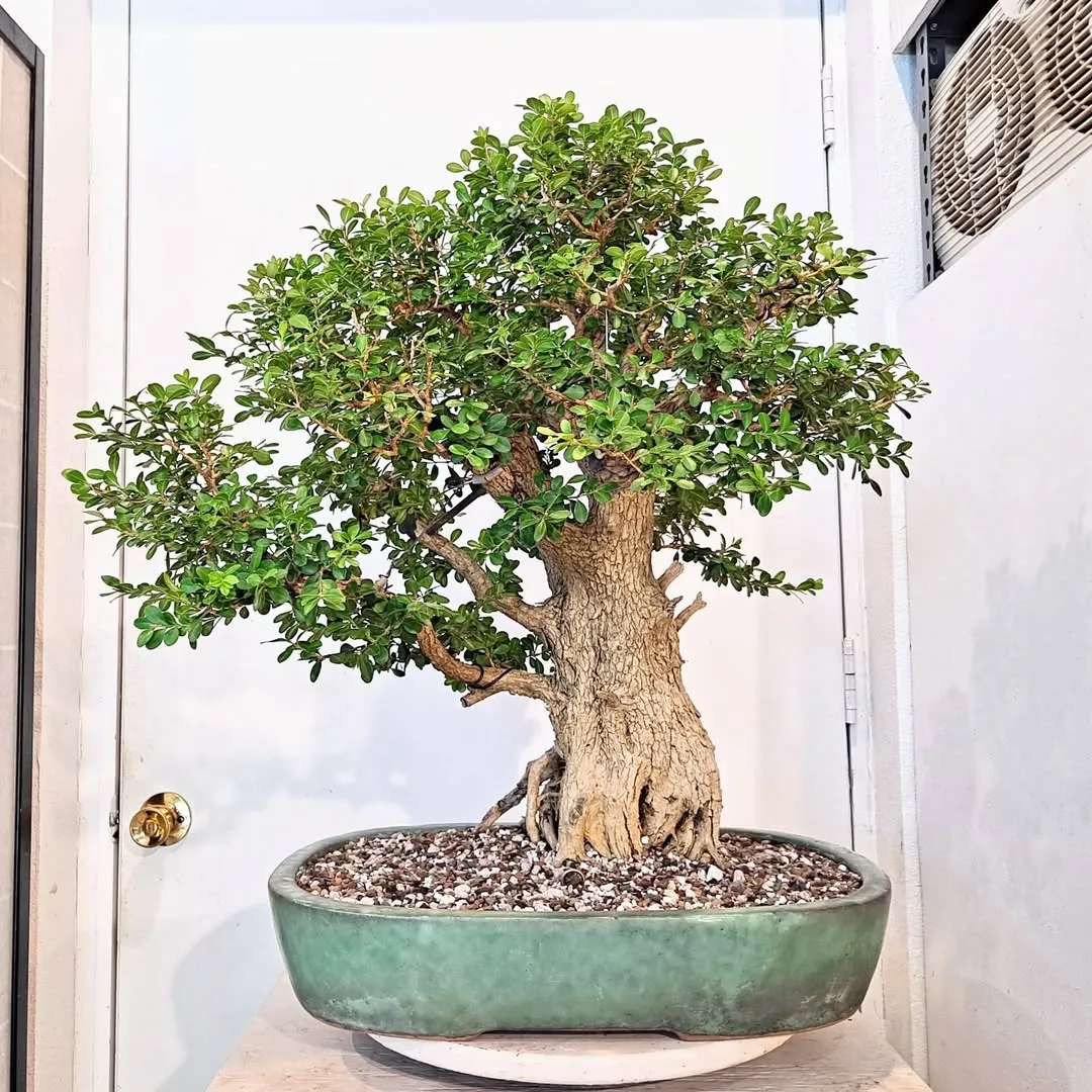 Japanese Boxwood (Buxus microphylla var. japonica)