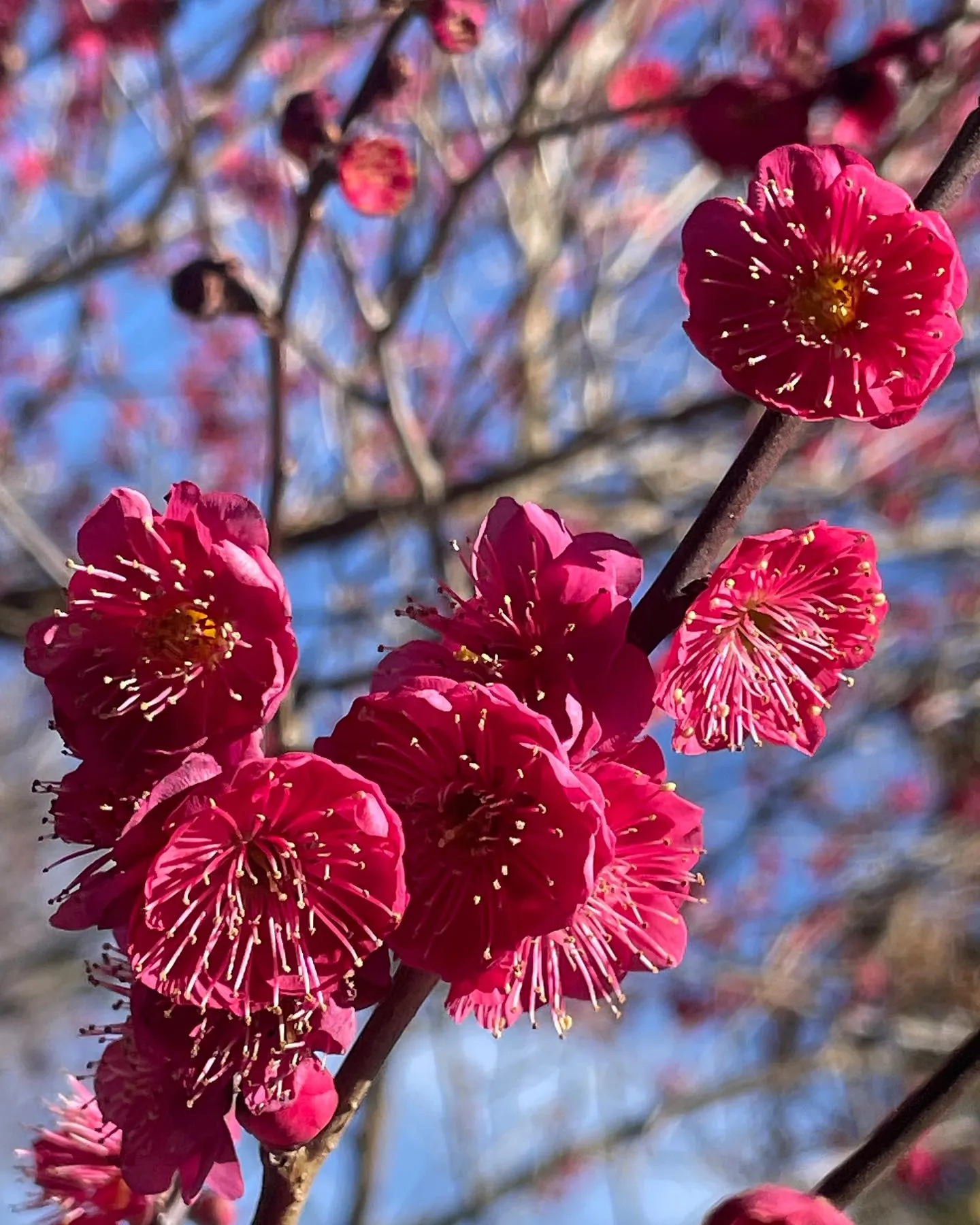 Japanese Flowering Apricots Japanese Flowering Apricots