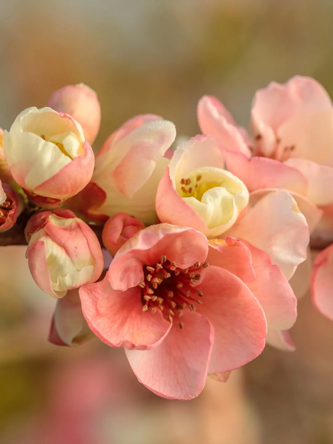 Japanese Flowering Quince
