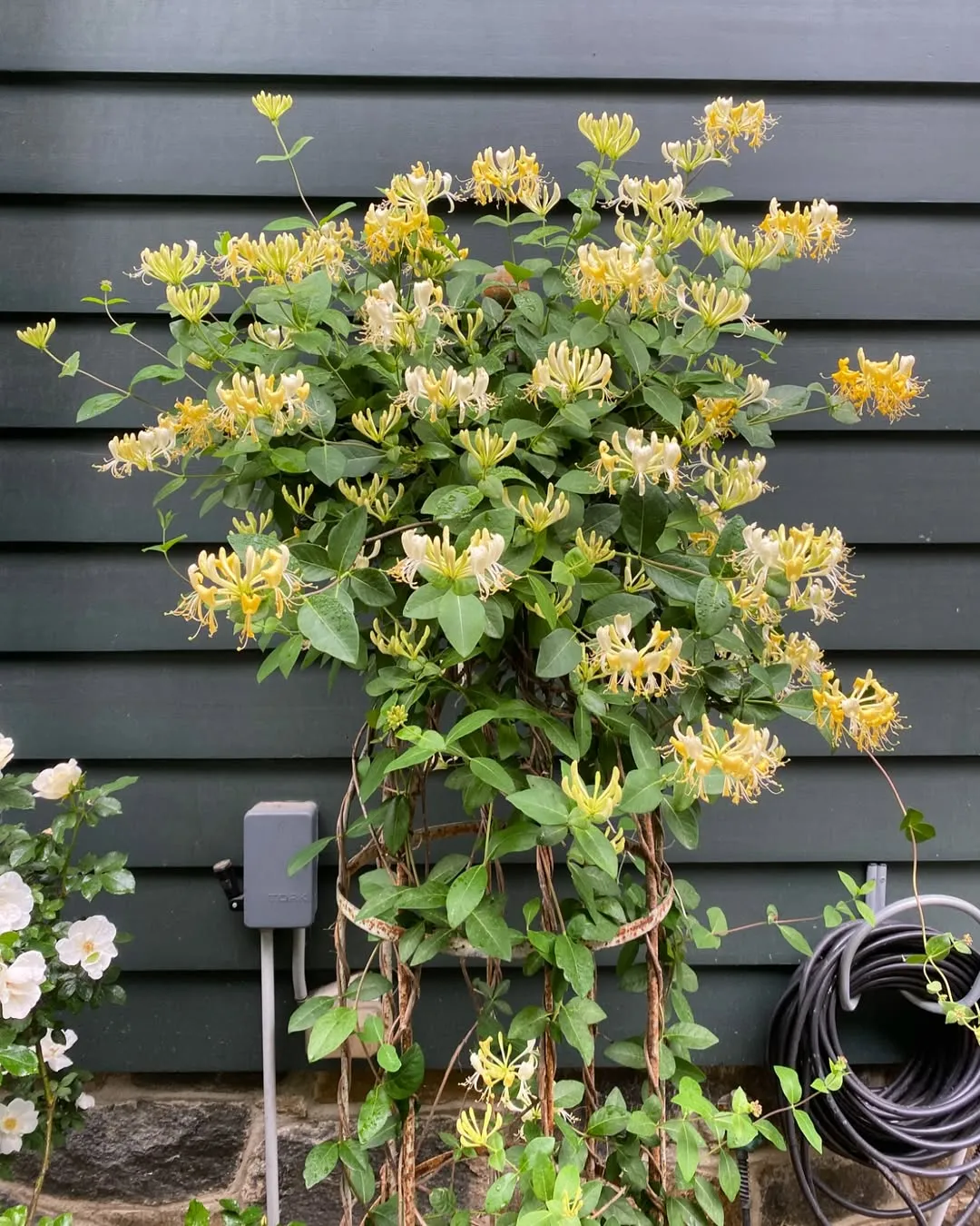 Japanese Honeysuckle