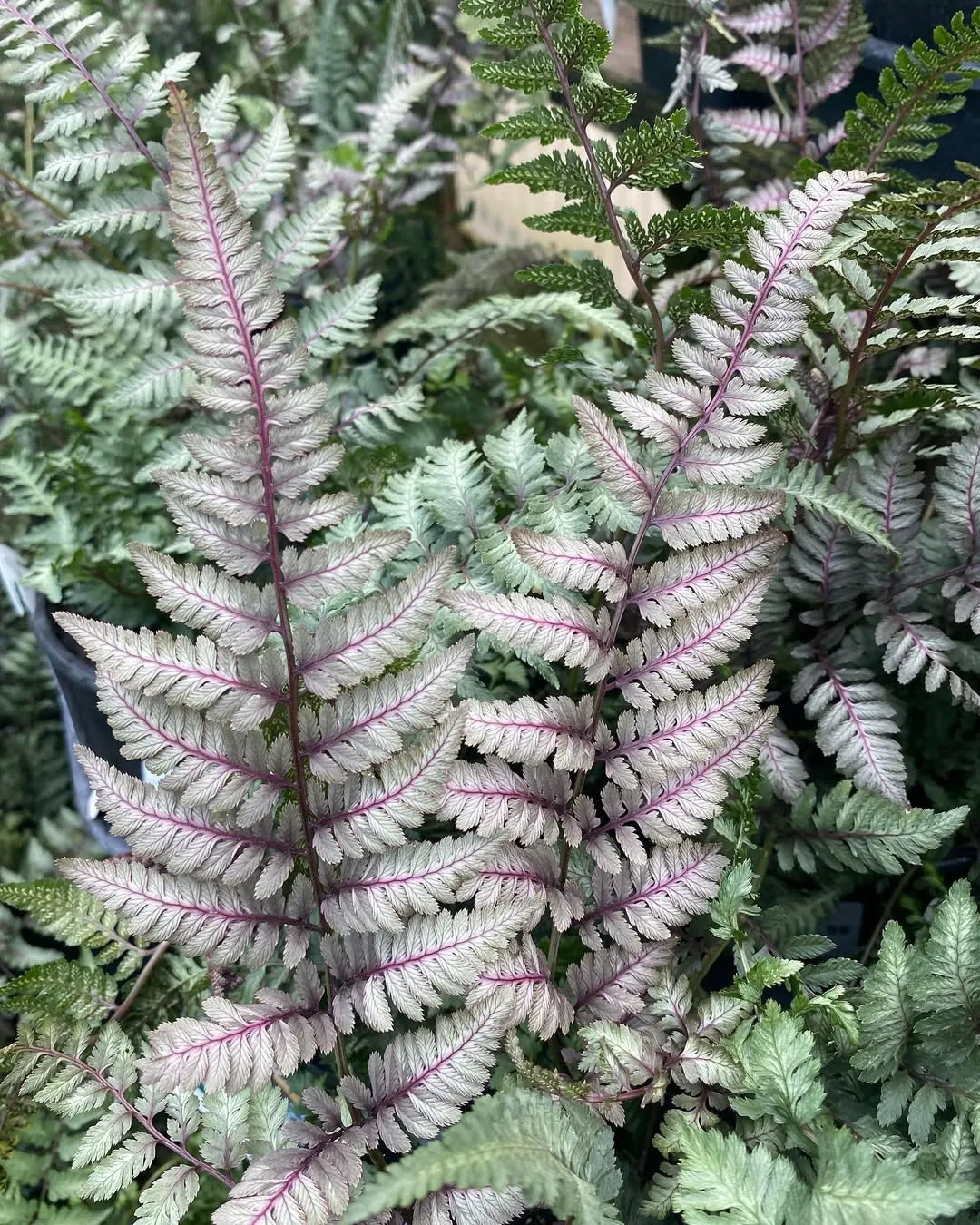 Japanese Painted Fern