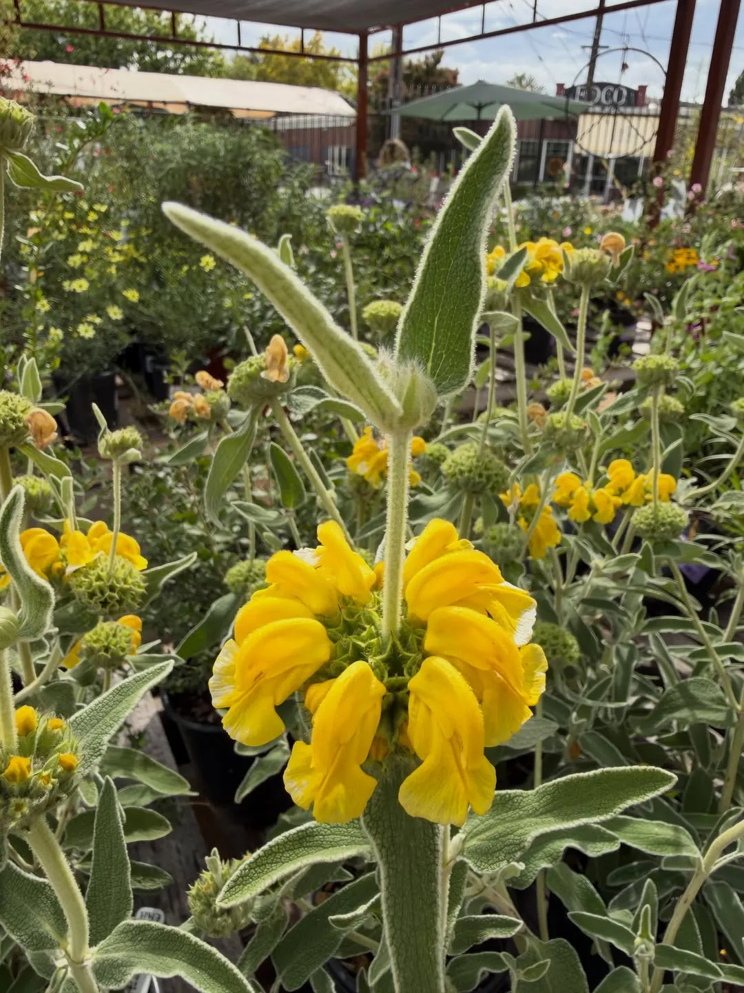Jerusalem Sage