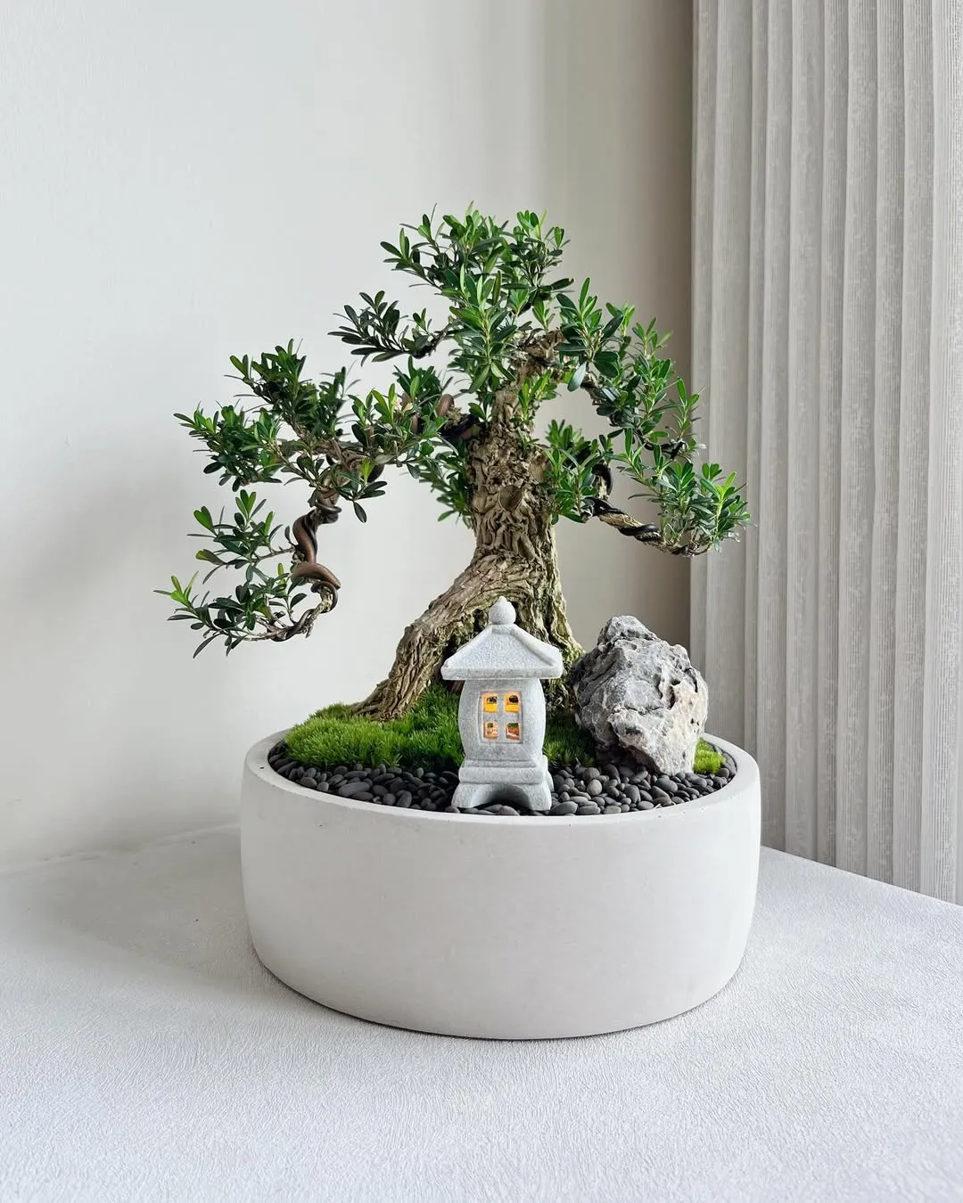 Korean Boxwood (Buxus sinica)