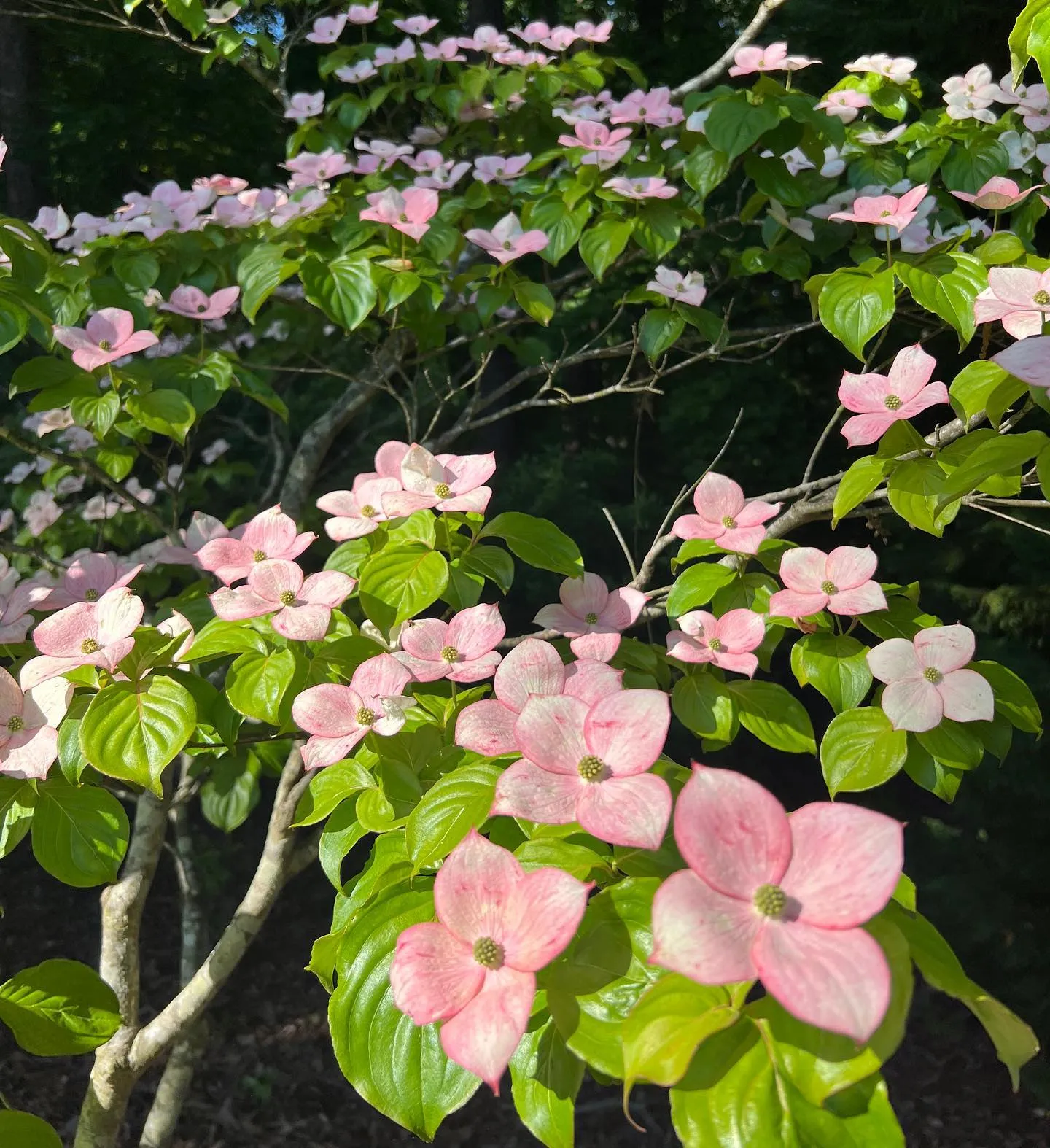 Kousa Dogwood Kousa Dogwood