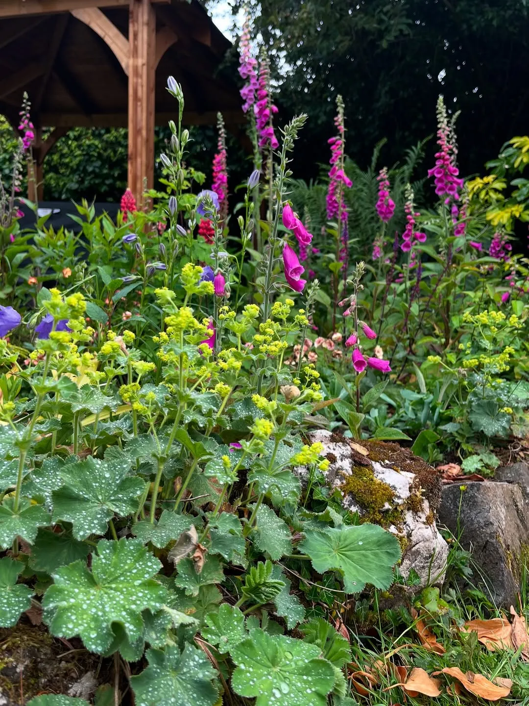 Lady&rsquo;s Mantle (Alchemilla Mollis)