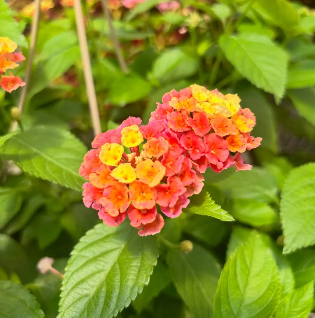 Lantana (Lantana spp.)