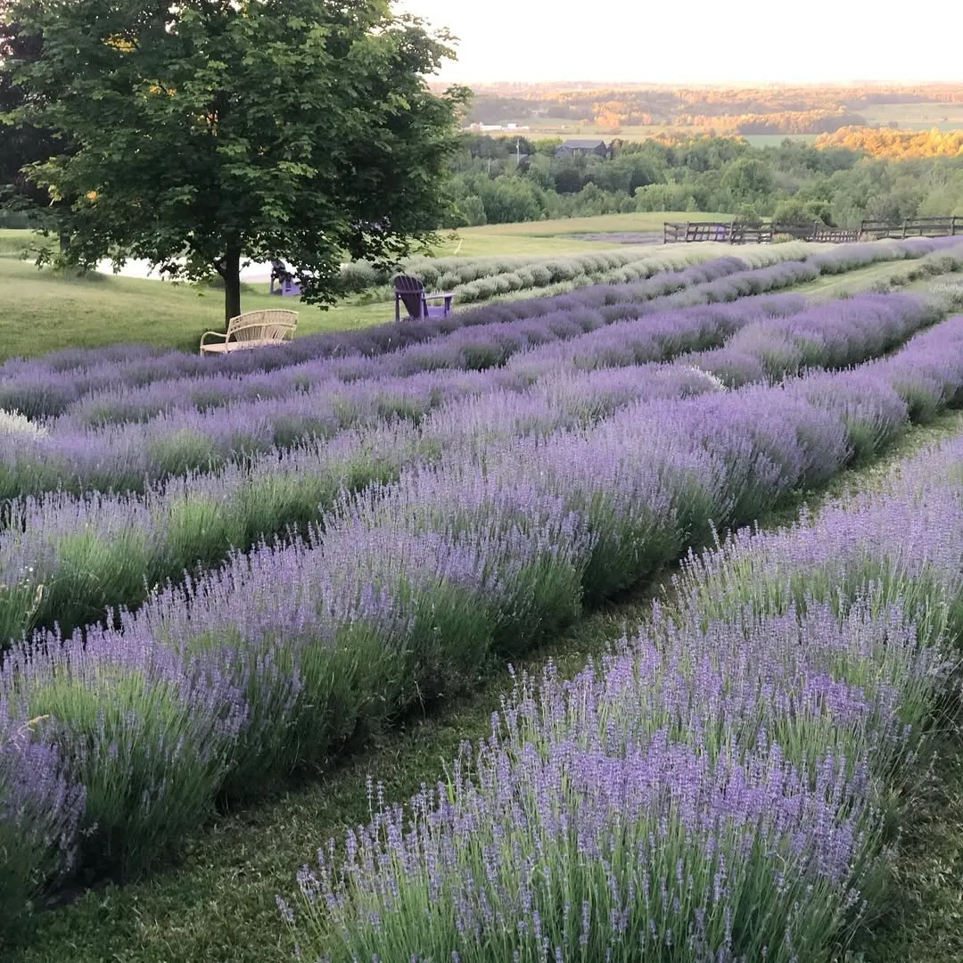 Lavender