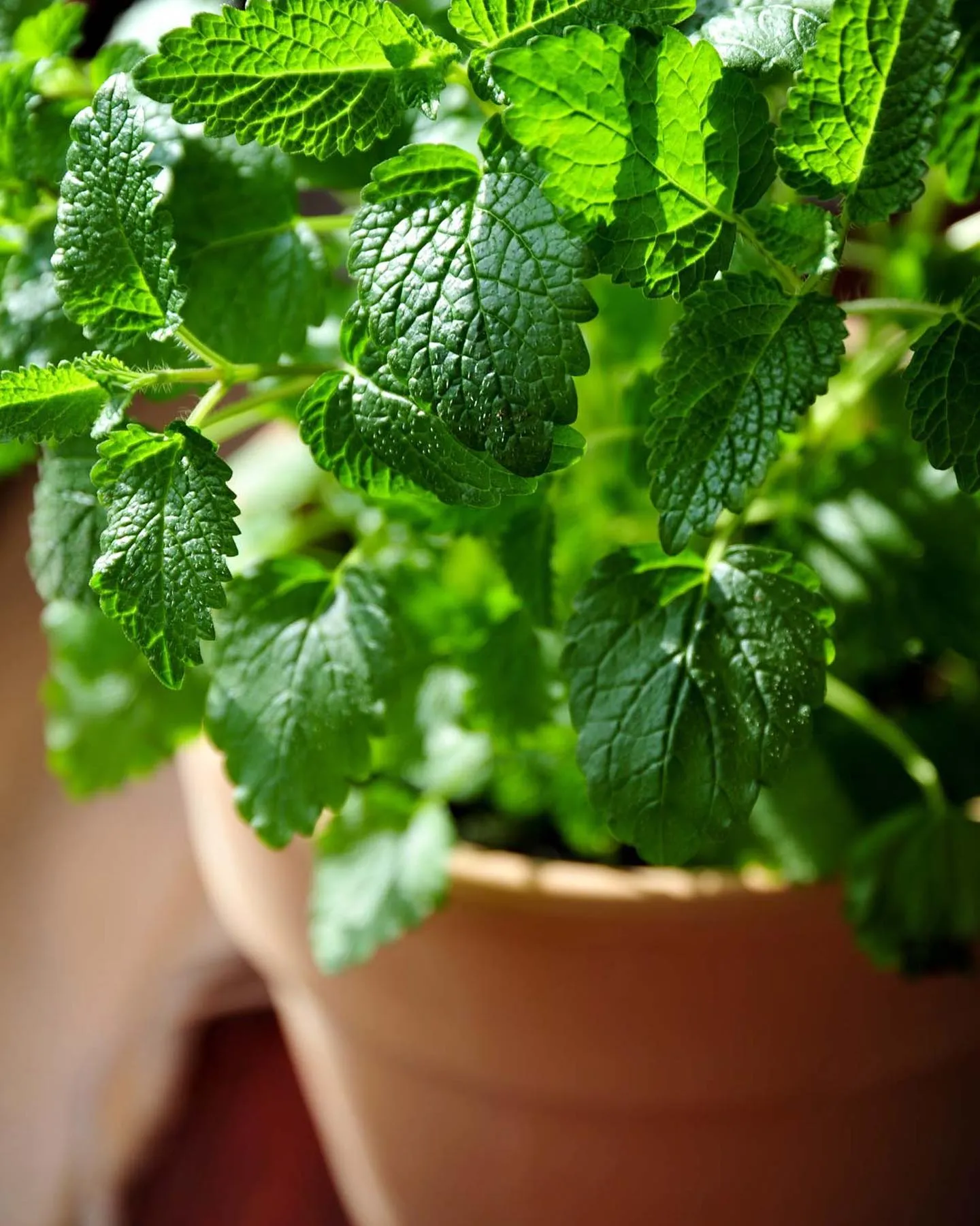 Lemon Balm Plant Potted in Terracotta Pot Lemon Balm Plant Potted in Terracotta Pot