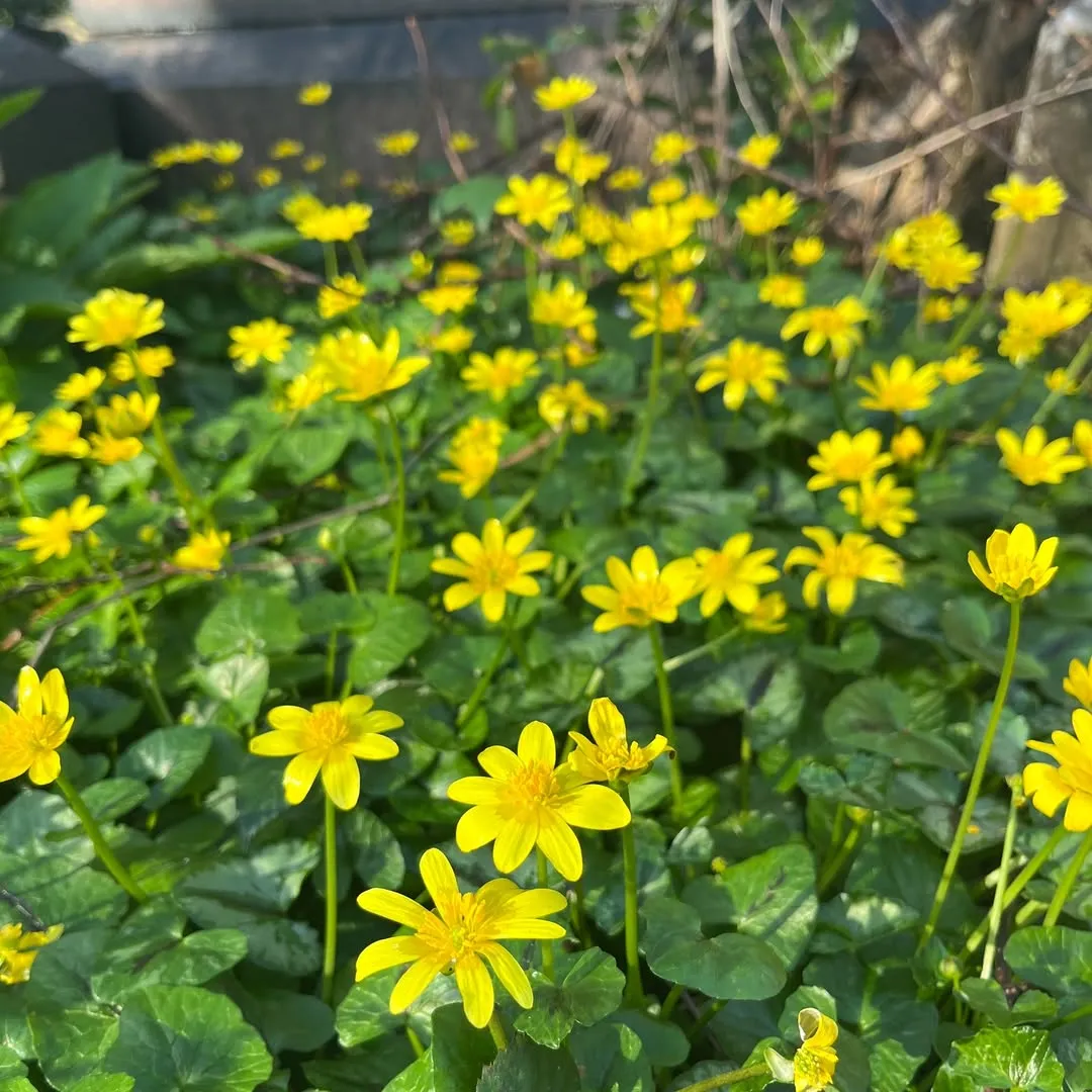 Lesser Celandine