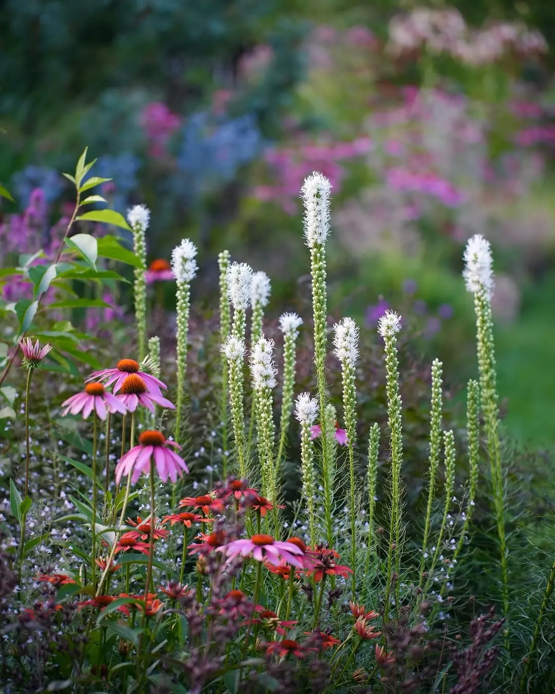 Liatris (L. Spicata)