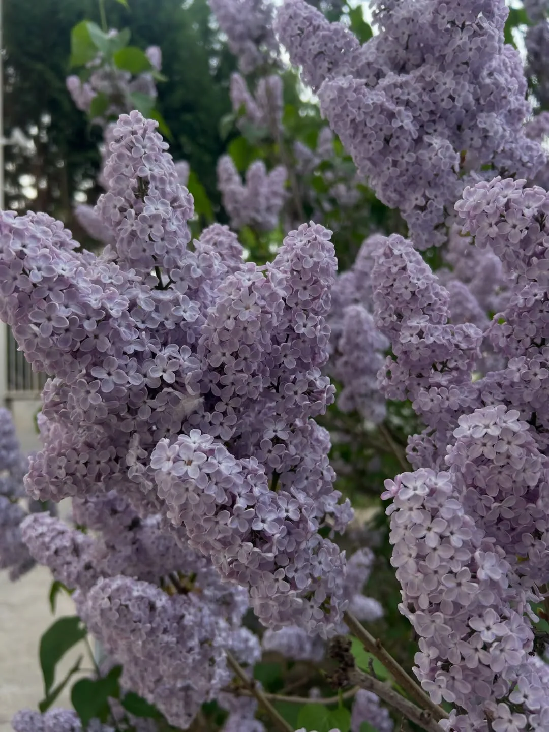 Lilac Bushes