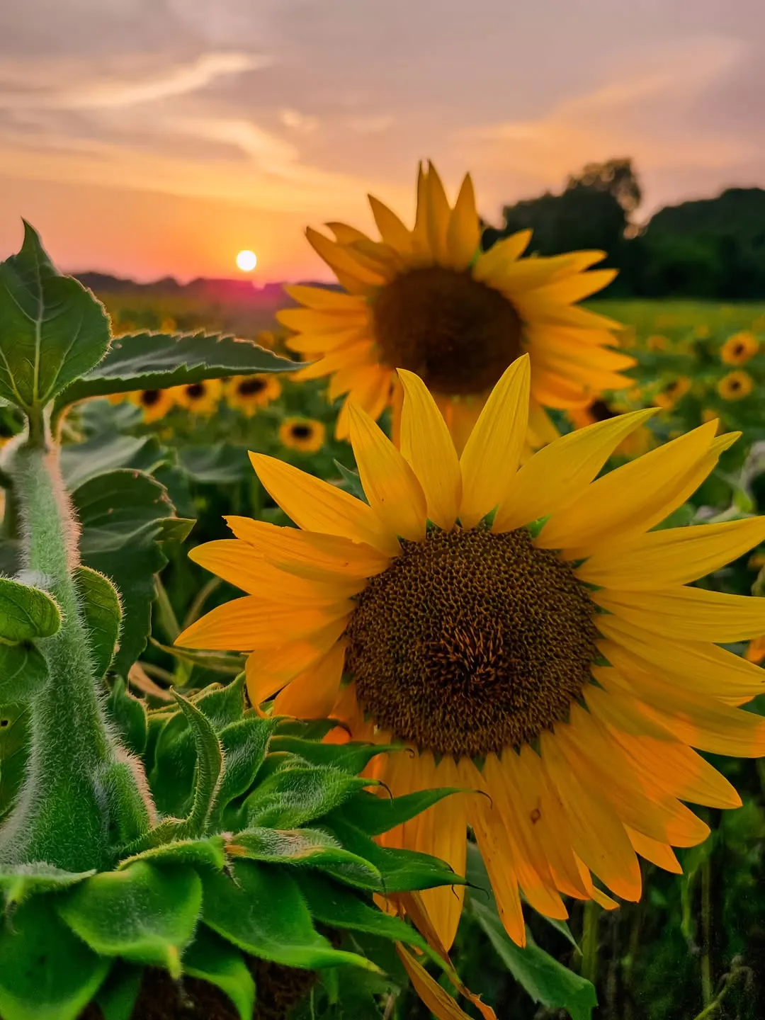 Low Down Sunflower