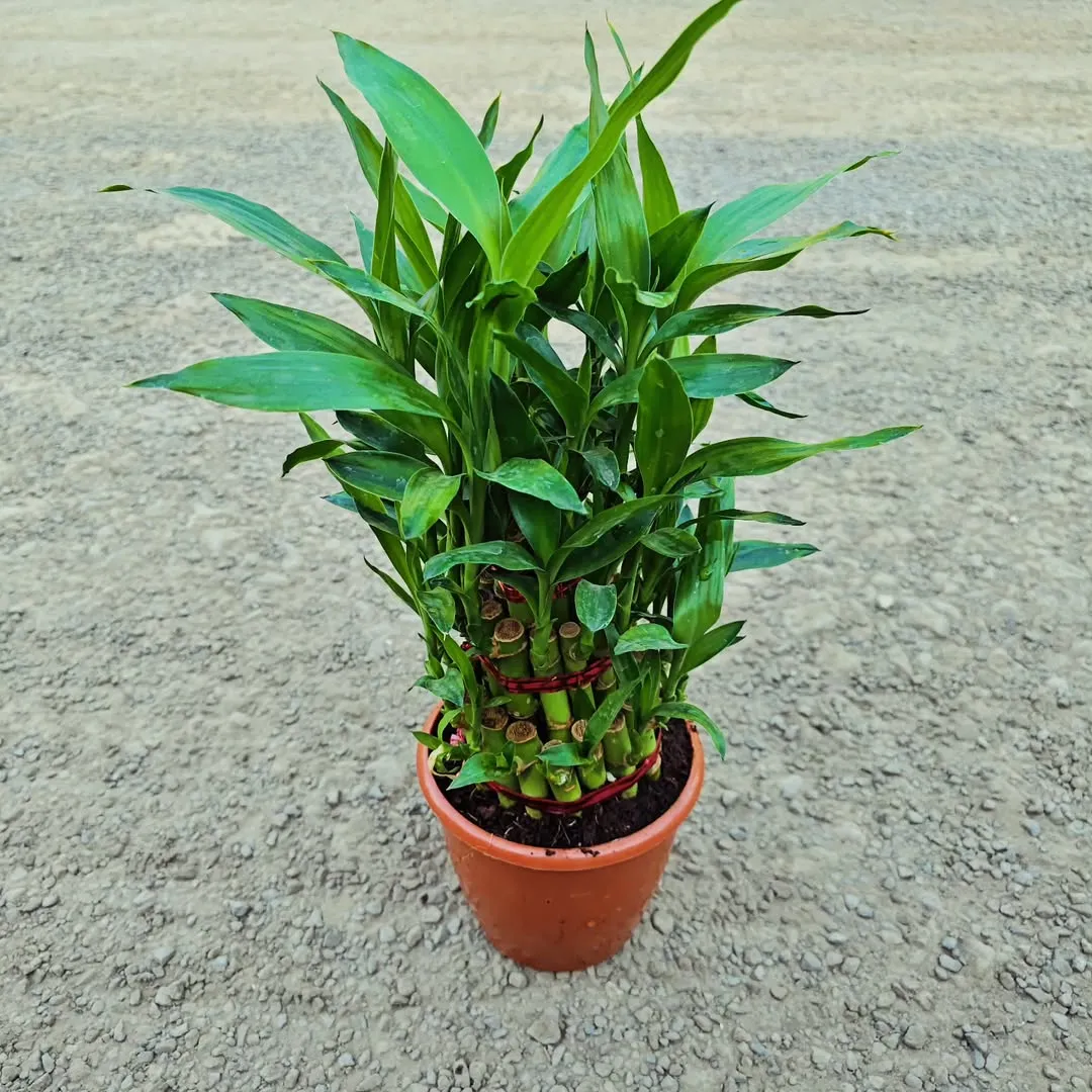 Lucky Bamboo ( Dracaena Sanderiana)